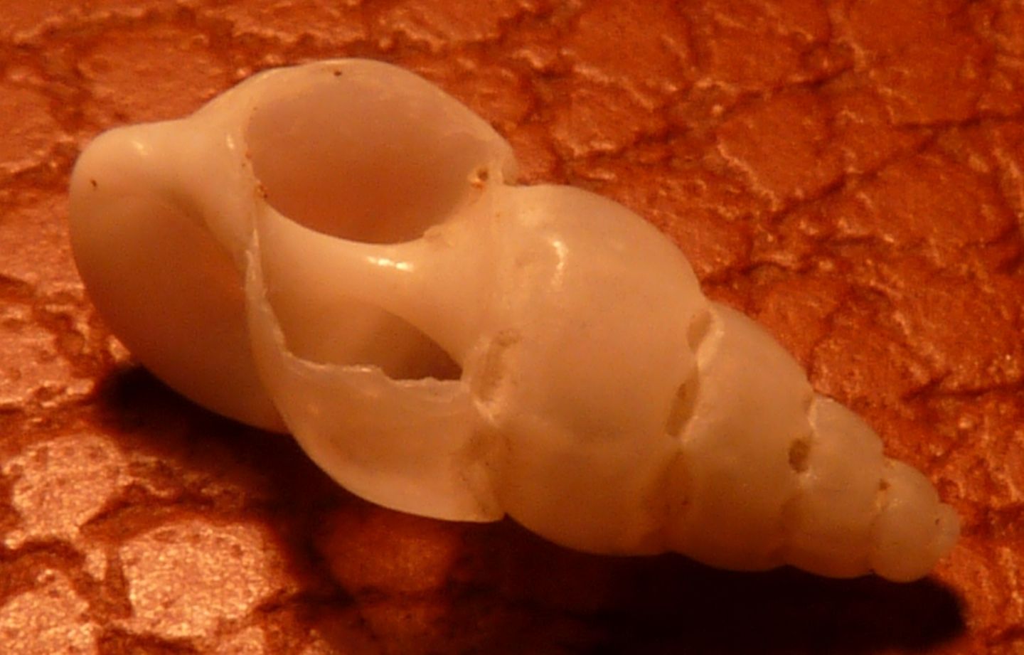 Epitoniidae  Opalia crenata ?